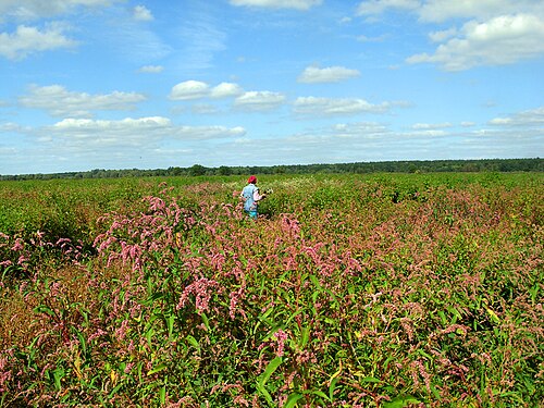 Red shank: Floodplain meadow. Persicaria Maculosa Flowers.