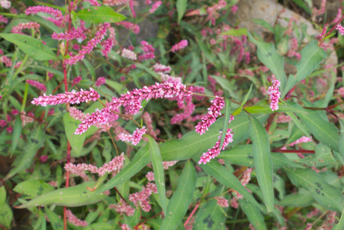 Red shank: Reichloser Teich (Artificial lake, Nature reserve) dried up and become overgrown with Persicaria maculosa, near Reichlos, Freiensteinau, Hesse, Germany