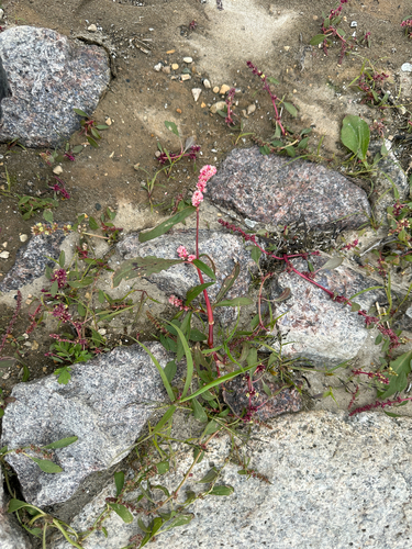 Red shank (Persicaria maculosa)