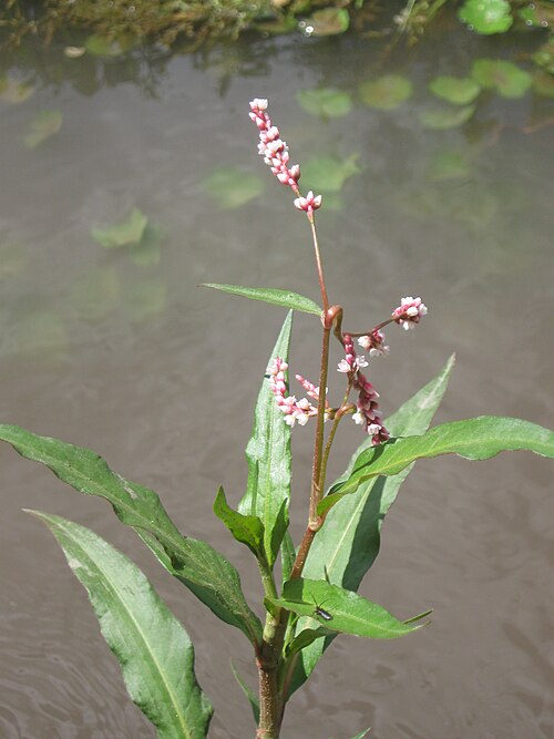 Red shank: Persicaria maculosa , duraznillo maleza serie Vi Región, foto de un ejemplar creciendo en un canal Calle San Guillermo, san Fco. de Mostazal