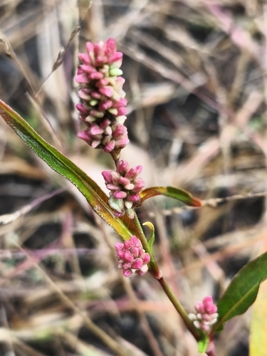 Red shank (Persicaria maculosa)