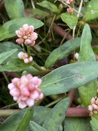 Red shank (Persicaria maculosa)