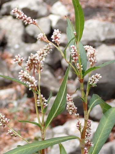 Red shank (Persicaria maculosa)