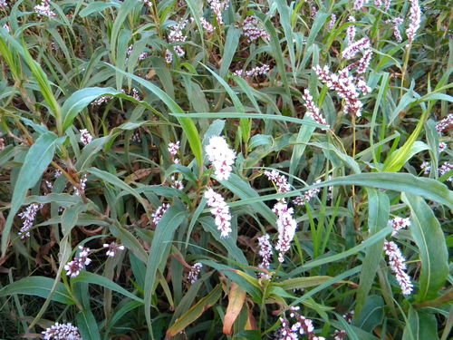 Persicaria madagascariensis (Persicaria madagascariensis)
