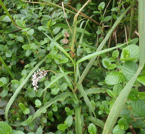 Persicaria madagascariensis (Persicaria madagascariensis)