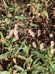 Persicaria madagascariensis (Persicaria madagascariensis)
