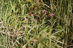 Persicaria madagascariensis (Persicaria madagascariensis)