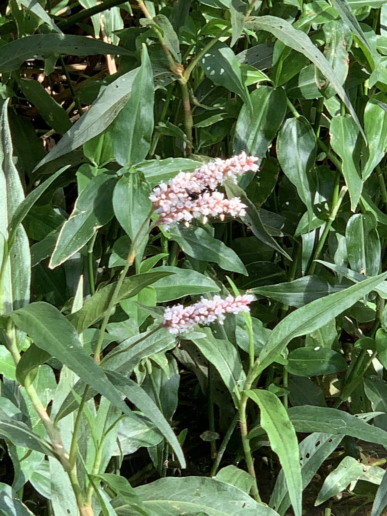 Persicaria madagascariensis: Bristly Snakeroot (Persicaria madagascariensis). Species of plant.