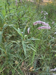 Persicaria madagascariensis (Persicaria madagascariensis)