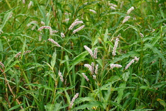Persicaria madagascariensis (Persicaria madagascariensis)