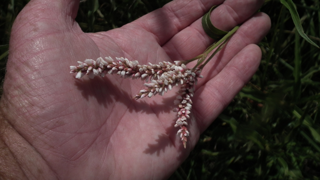 Persicaria madagascariensis (Persicaria madagascariensis)