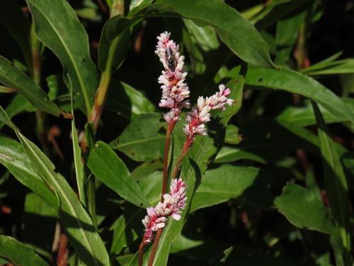 Persicaria madagascariensis (Persicaria madagascariensis)