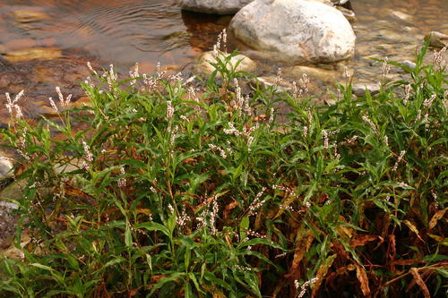 Persicaria madagascariensis (Persicaria madagascariensis)