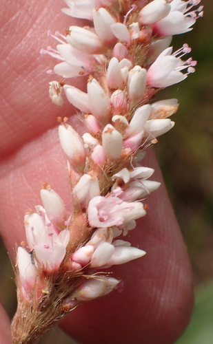Persicaria madagascariensis (Persicaria madagascariensis)
