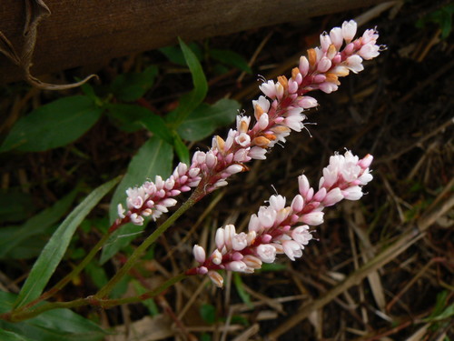 Persicaria madagascariensis (Persicaria madagascariensis)
