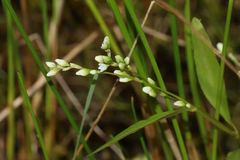 Dotted smartweed (Persicaria punctata)