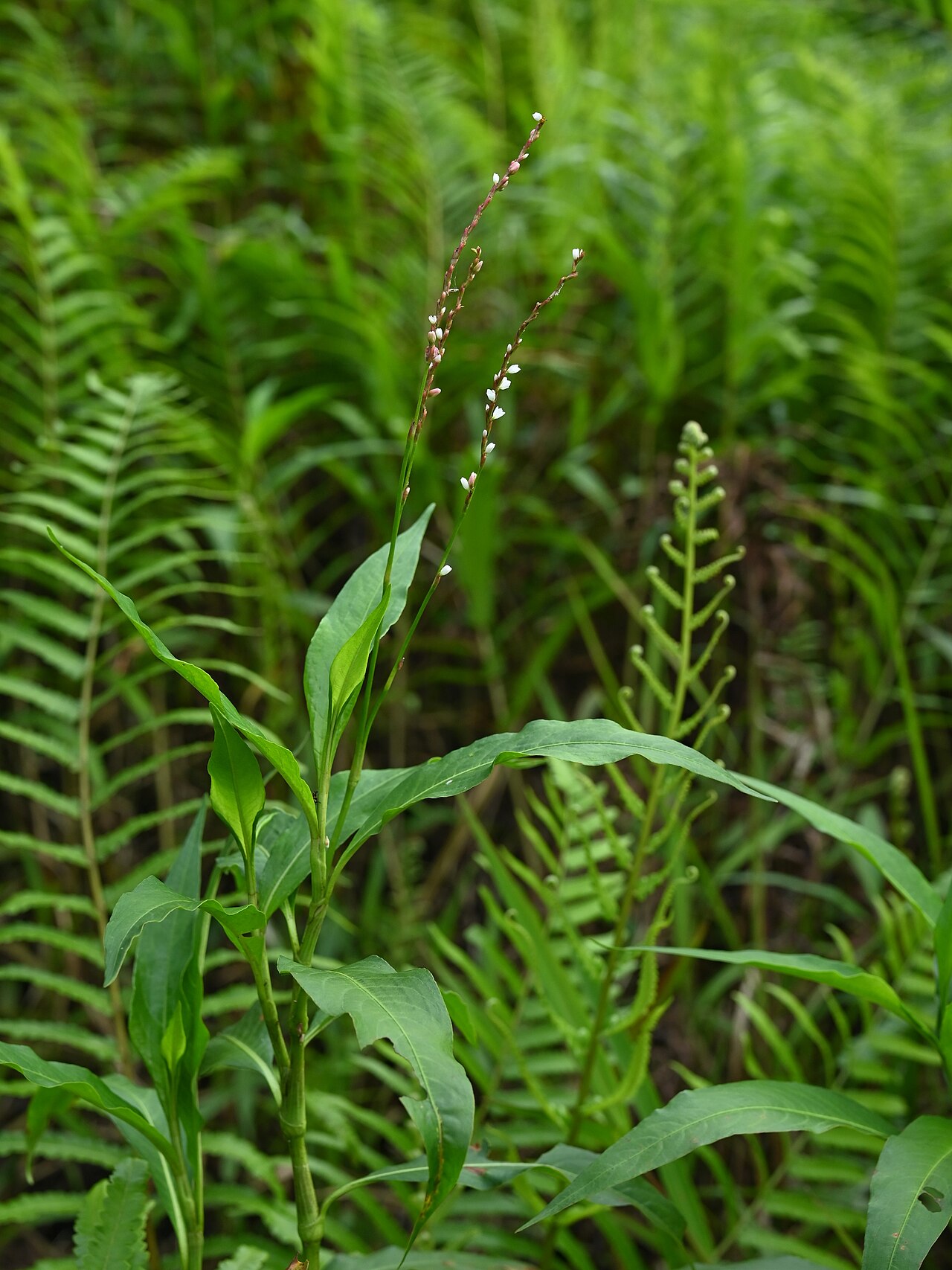 Dotted smartweed: Persicaria punctata on Grand Etang on Guadeloupe