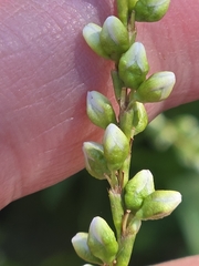 Dotted smartweed (Persicaria punctata)