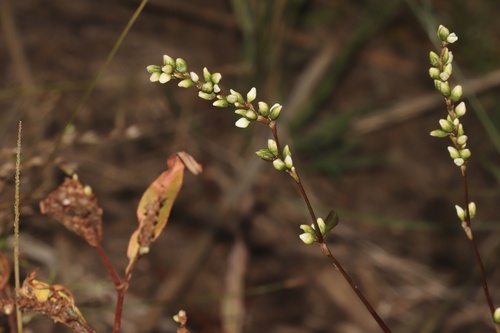 Dotted smartweed (Persicaria punctata)