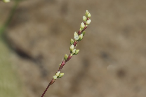 Dotted smartweed (Persicaria punctata)