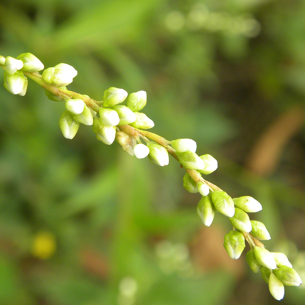 Dotted smartweed (Persicaria punctata)