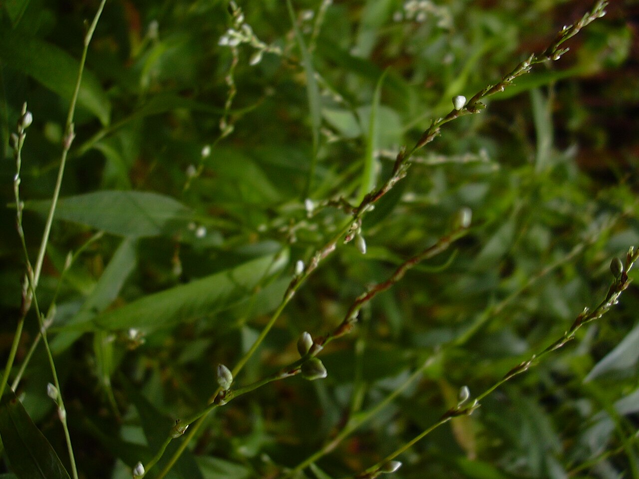 Dotted smartweed: Persicaria punctata (habit). Location: Maui, Kopiliula