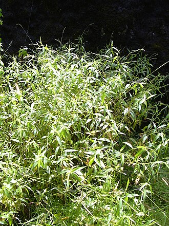Dotted smartweed: Persicaria punctata (habit). Location: Maui, Kopiliula