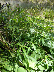 Dotted smartweed (Persicaria punctata)