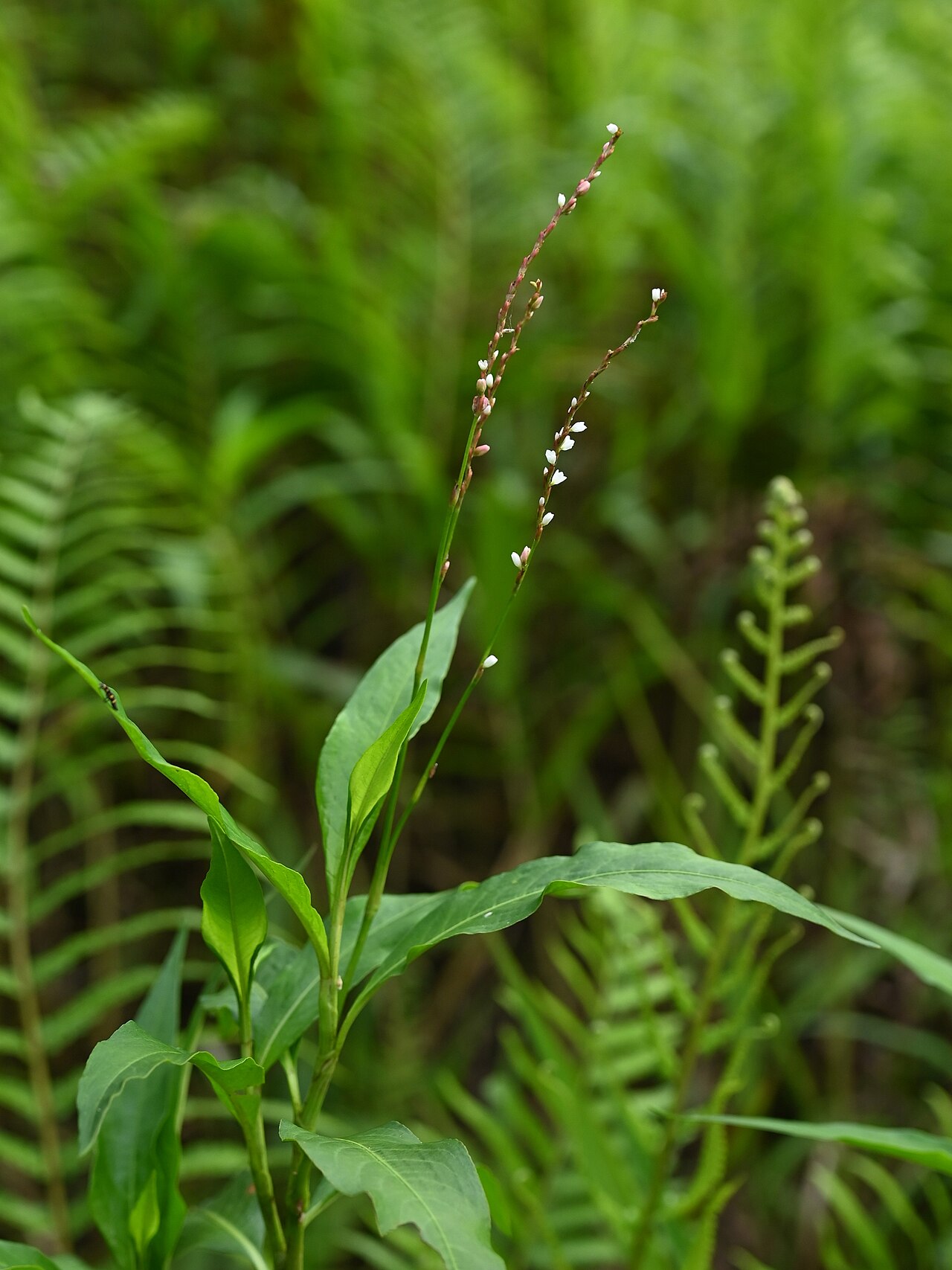 Dotted smartweed: Persicaria punctata on Grand Etang on Guadeloupe