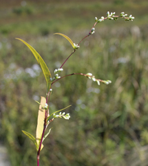 Dotted smartweed (Persicaria punctata)