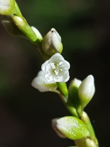 Dotted smartweed (Persicaria punctata)