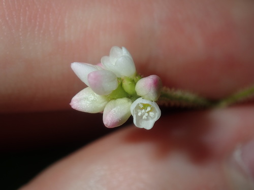 Persicaria strigosa (Persicaria strigosa)