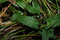 Persicaria strigosa (Persicaria strigosa)