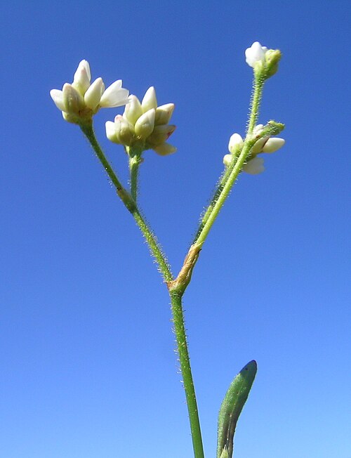 Persicaria strigosa: Native, warm season, perennial herb. Stems are creeping, prostrate to decumbent and slender, with strongly retrorse-strigose hairs. Leaves are hastate or sagitt