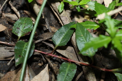 Persicaria strigosa (Persicaria strigosa)