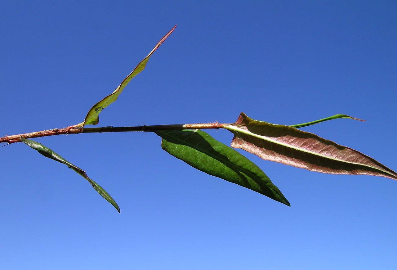 Persicaria strigosa: Native, warm season, perennial herb. Stems are creeping, prostrate to decumbent and slender, with strongly retrorse-strigose hairs. Leaves are hastate or sagitt