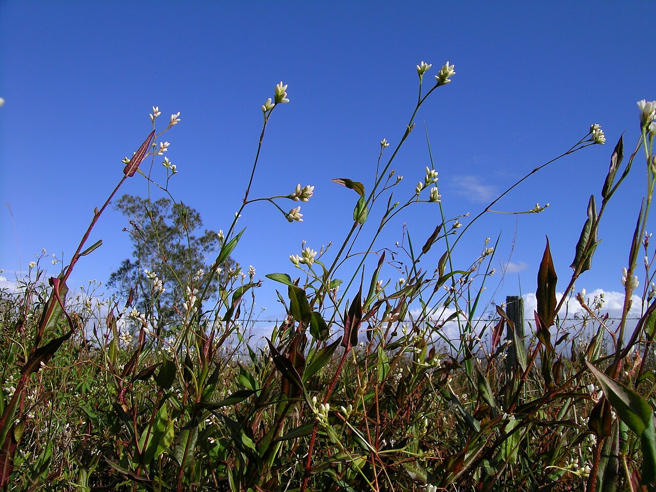 Persicaria strigosa: Native, warm season, perennial herb. Stems are creeping, prostrate to decumbent and slender, with strongly retrorse-strigose hairs. Leaves are hastate or sagitt