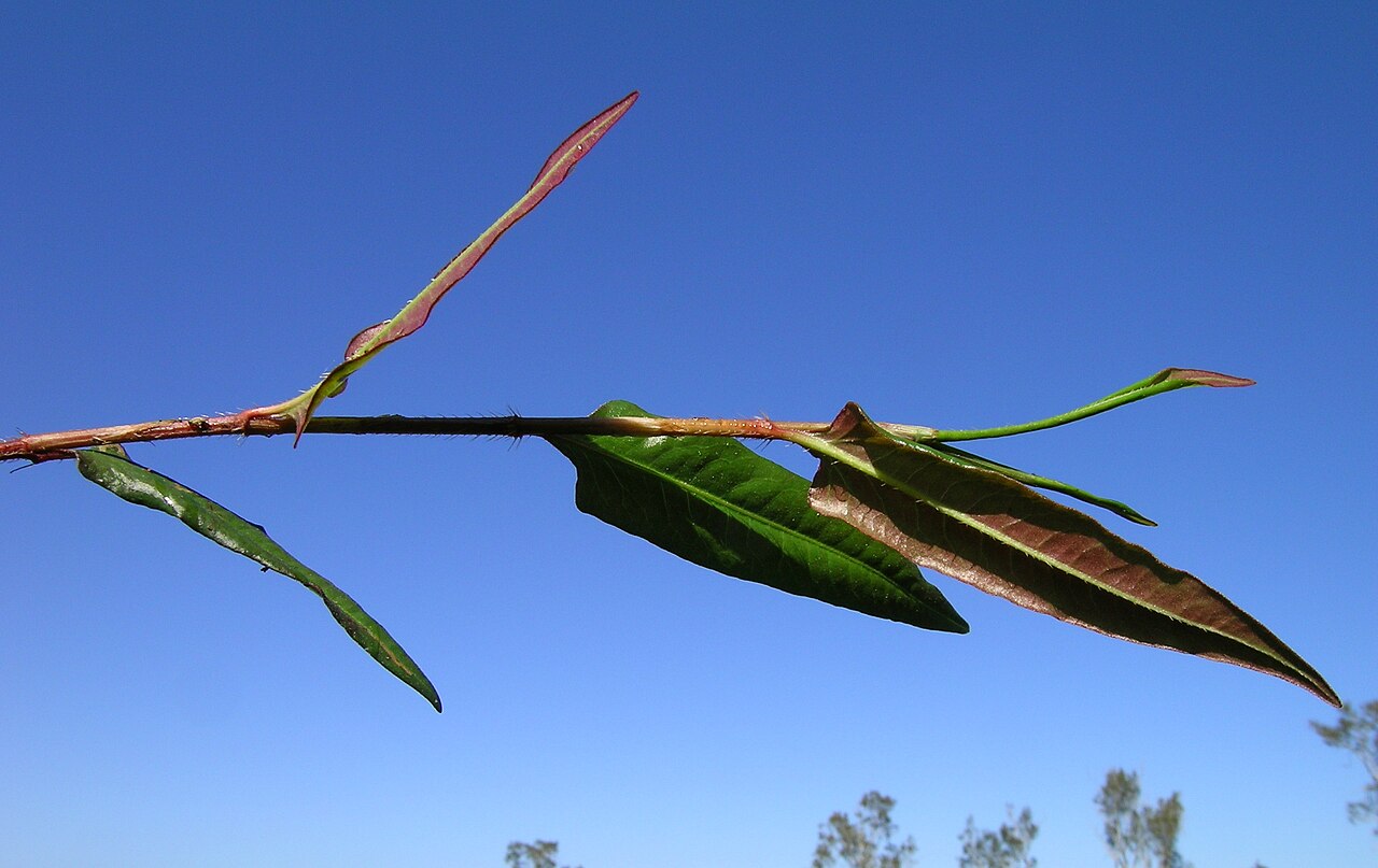 Persicaria strigosa: Native, warm season, perennial herb. Stems are creeping, prostrate to decumbent and slender, with strongly retrorse-strigose hairs. Leaves are hastate or sagitt