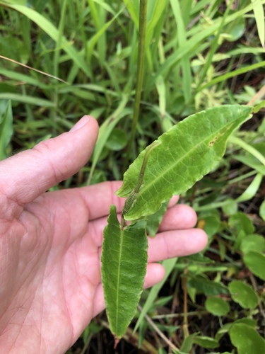Persicaria strigosa (Persicaria strigosa)