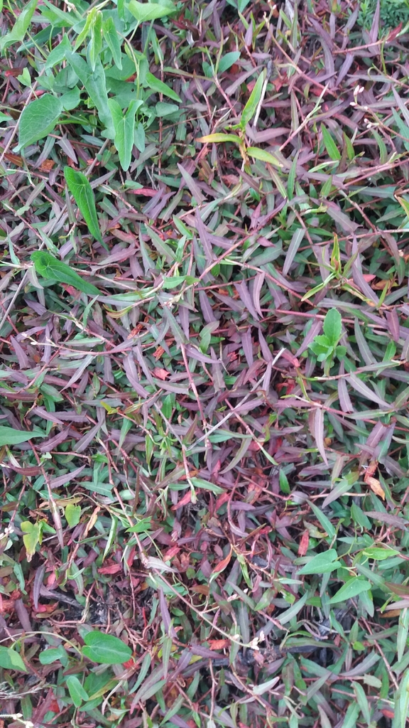 Persicaria strigosa (Persicaria strigosa)