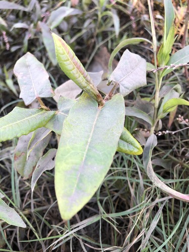 Persicaria strigosa (Persicaria strigosa)