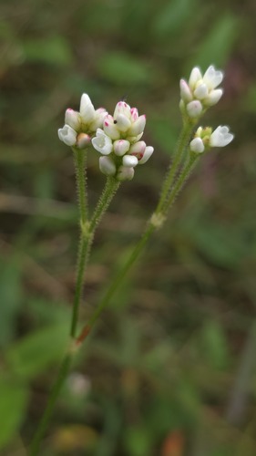 Persicaria strigosa (Persicaria strigosa)