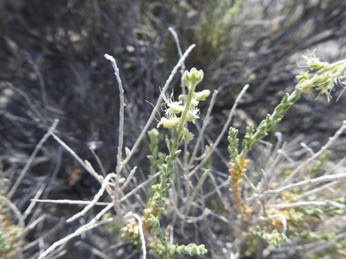 Petalonyx crenatus (Petalonyx crenatus)