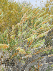 Petalonyx crenatus (Petalonyx crenatus)