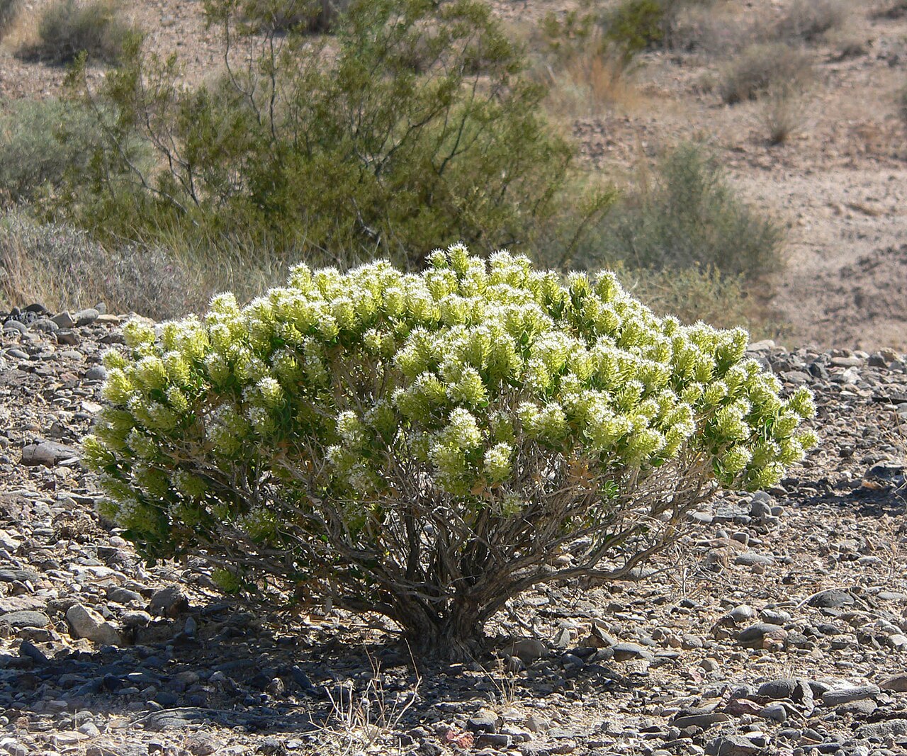 Shinyleaf sandpaper plant: Petalonyx parryi near the Hidden Valley Road south of Moapa, close to Interstate 15 exit 88, southern Nevada
