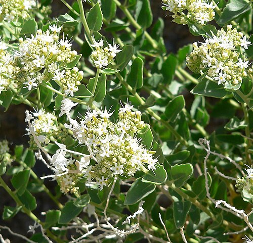 Shinyleaf sandpaper plant: Petalonyx nitidus in Sandstone Quarry area, Red Rock Canyon, southern Nevada