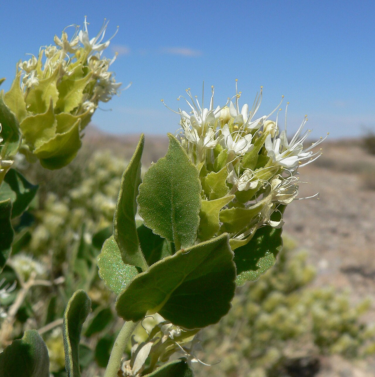 Shinyleaf sandpaper plant: Petalonyx parryi near the Hidden Valley Road south of Moapa, close to Interstate 15 exit 88, southern Nevada