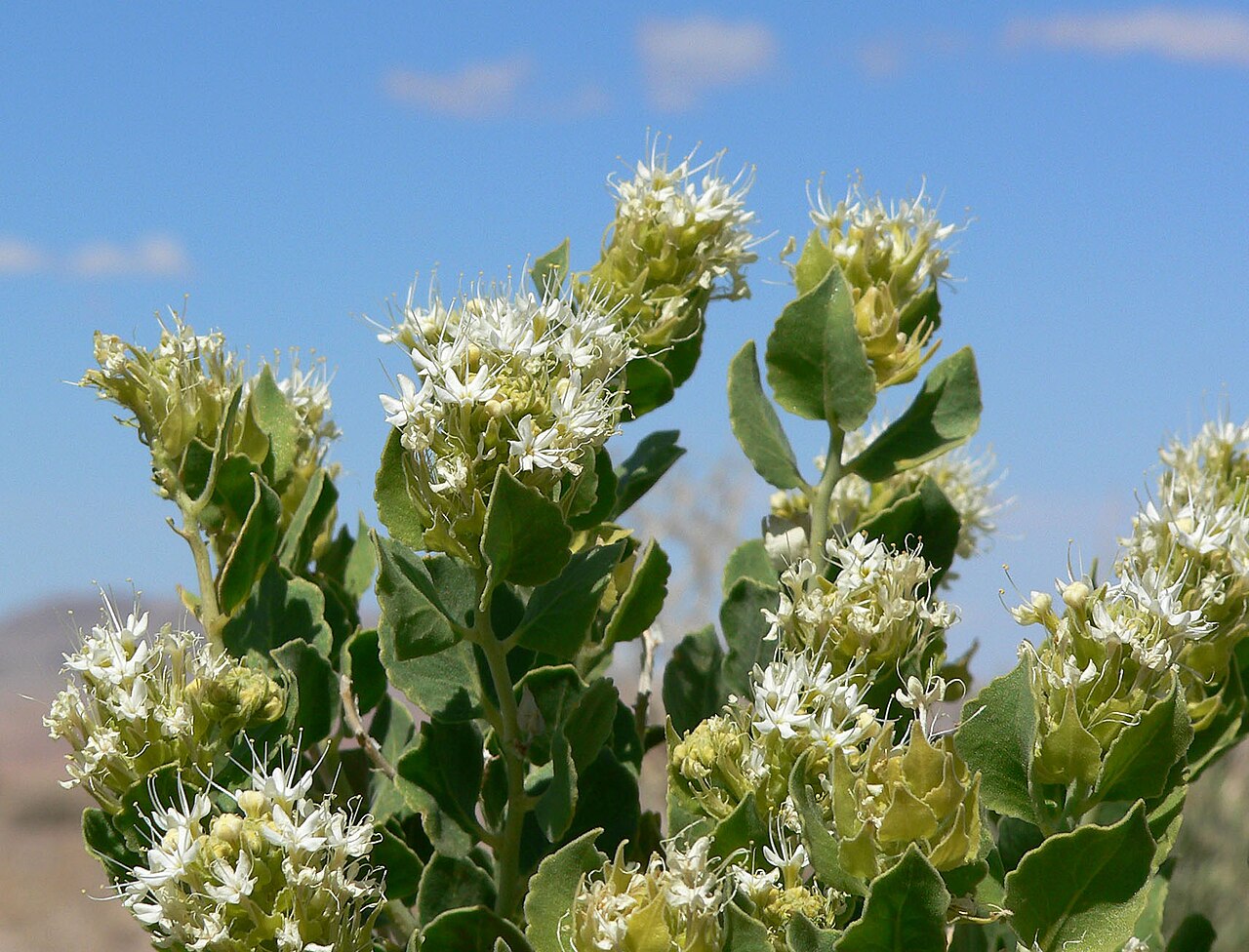 Shinyleaf sandpaper plant: Petalonyx parryi near the Hidden Valley Road south of Moapa, close to Interstate 15 exit 88, southern Nevada