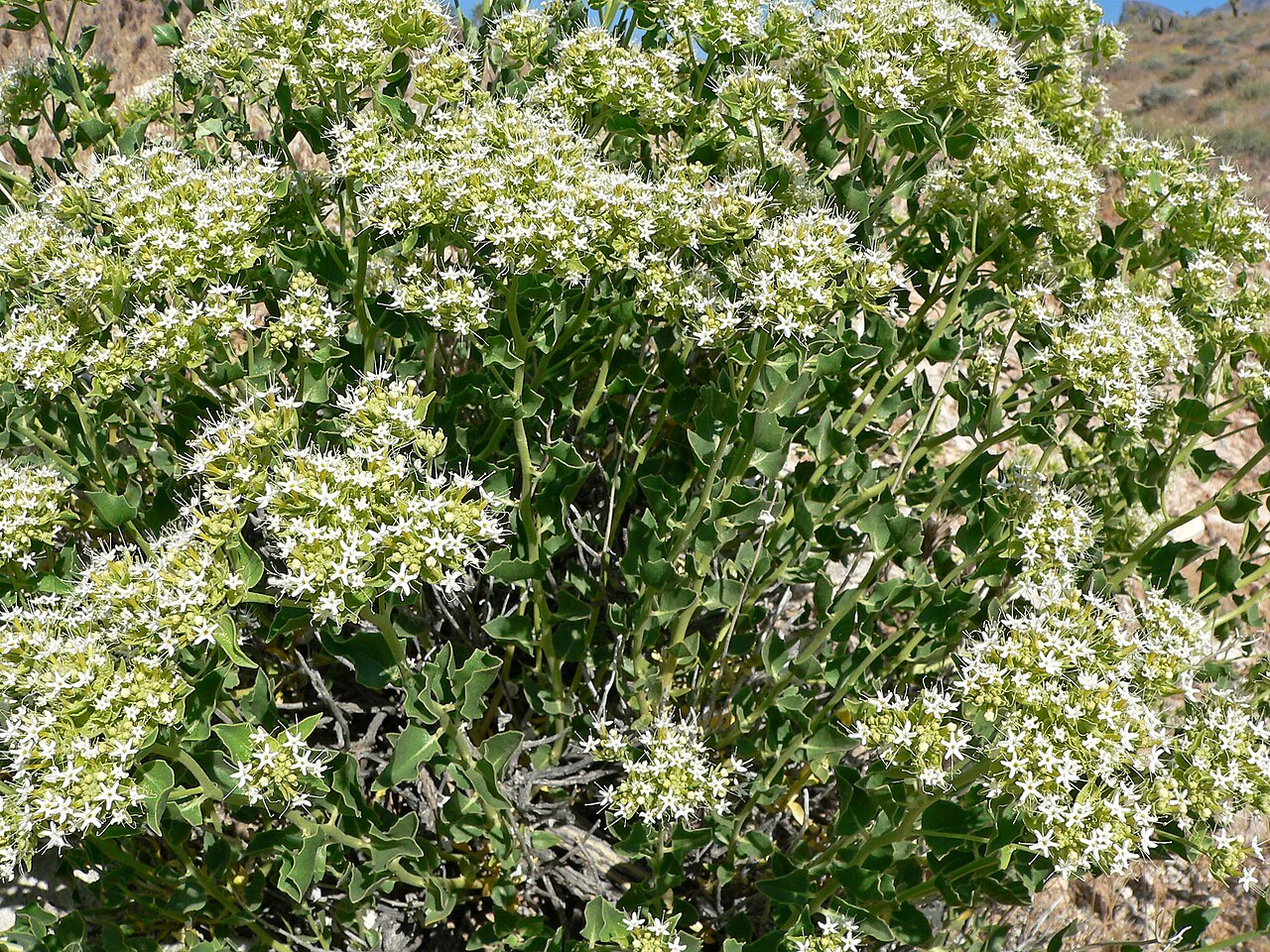 Shinyleaf sandpaper plant: Petalonyx nitidus in Calico Basin , Spring Mountains , west of Las Vegas, Nevada