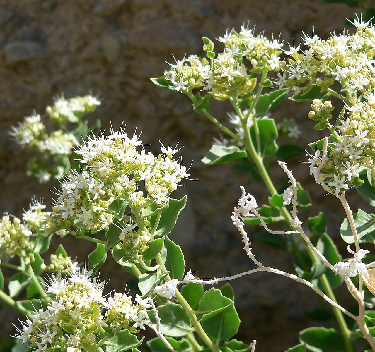 Shinyleaf sandpaper plant: Petalonyx nitidus in Sandstone Quarry area, Red Rock Canyon, southern Nevada